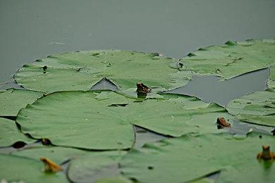 粉丝自制虚幻5《塞尔达传说：时之笛》全新视频